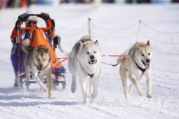 Lenk 2013